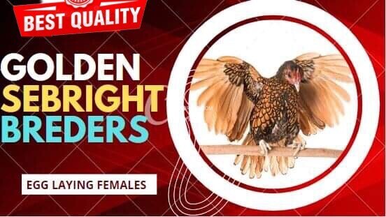 golden-sebright-egg-laying-pair-for-sale-big-0