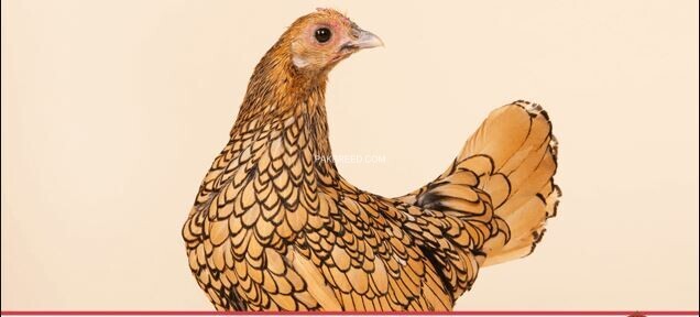 golden-sebright-egg-laying-pair-for-sale-big-1