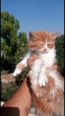 pure-persian-kittens-big-4
