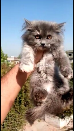 pure-persian-kittens-big-2