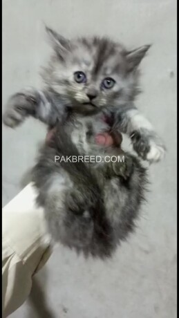 pure-persian-kittens-big-3