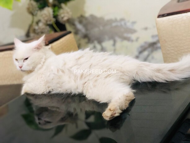 persian-cat-big-3