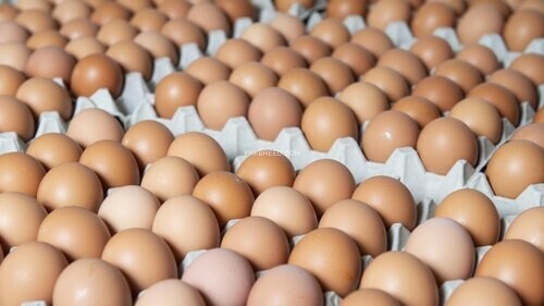 rir-and-ayam-cemani-eggs-and-hens-big-4