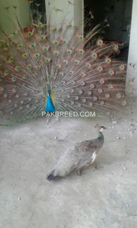 peacock-different-age-colours-are-available-sorkhab-big-0