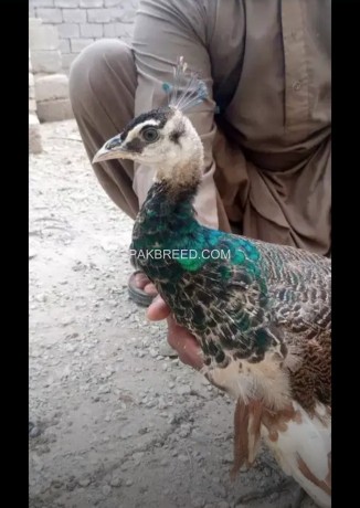peacock-different-age-colours-are-available-sorkhab-big-3