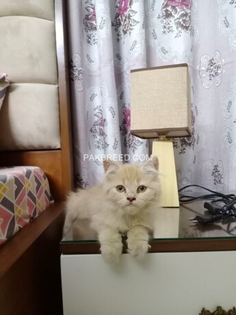 persian-kitten-big-1