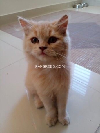 persian-kitten-big-4