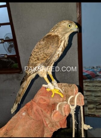 bird-eagle-falcon-baaz-parrot-aseel-fish-dog-cat-pigeon-hen-lion-big-7