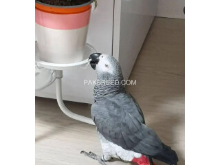I have a African grey and moccow only serious people can contact me