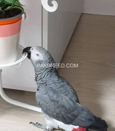 i-have-a-african-grey-and-moccow-only-serious-people-can-contact-me-big-1