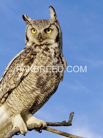 owl-hud-hud-big-3