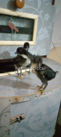 austrolorp-chicks-available-healthy-and-active-chicks-contact-me-only-this-number-zeero-dable-three-zero-eight-six-seven-two-double-three-seven-big-2