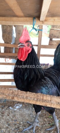 austrolorp-chicks-available-healthy-and-active-chicks-contact-me-only-this-number-zeero-dable-three-zero-eight-six-seven-two-double-three-seven-big-4