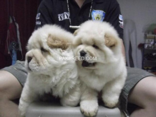 Chow Chow Puppies 2 months old
