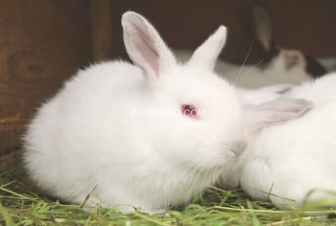 albino-rabbit-ruby-red-eyes-white-fur-big-0