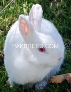albino-rabbit-ruby-red-eyes-white-fur-big-1