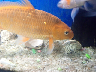 Goldfish koi fish with aquarium