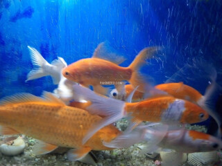Goldfish koi fish with aquarium