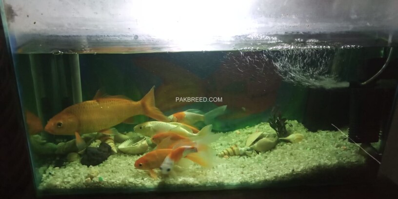goldfish-koi-fish-with-aquarium-big-2
