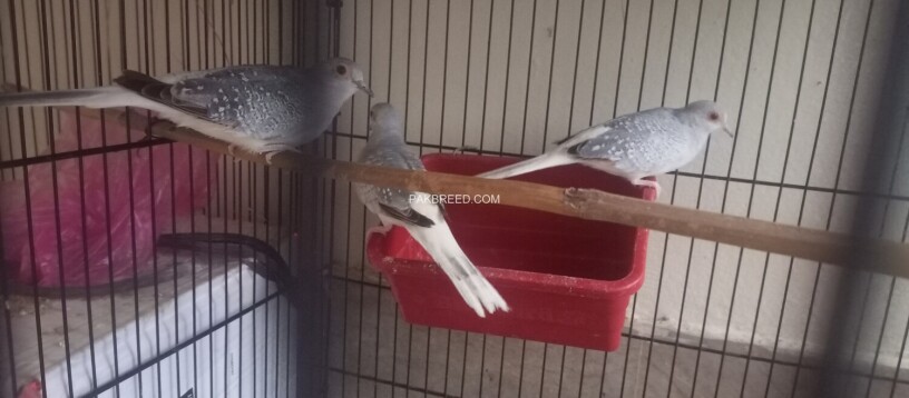 diamond-dove-breeder-pairs-big-2