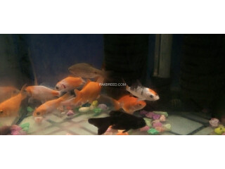 Fish with aquarium