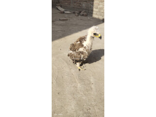 Tawany eagle chicks