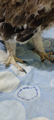 tawany-eagle-chicks-big-1