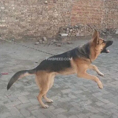 german-shepherd-male-for-sale-age-12-months-rs100000-big-0