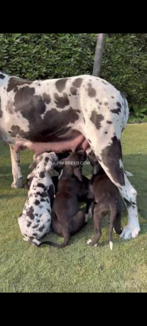 great-dane-dog-puppies-big-1