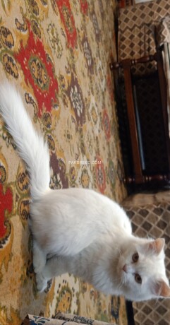 persian-white-cat-big-1