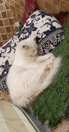 persian-white-cat-big-2