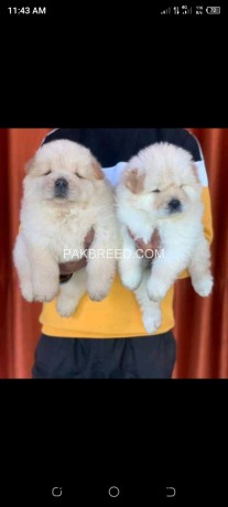chow-chow-puppies-pair-for-sale-big-0