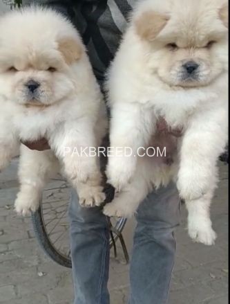 chow-chow-puppies-pair-for-sale-big-1