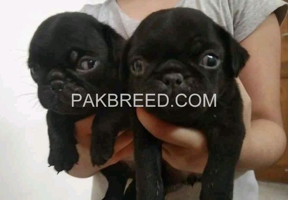 pug-puppies-for-sale-big-0