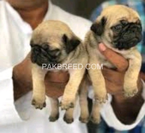 pug-puppies-for-sale-big-2