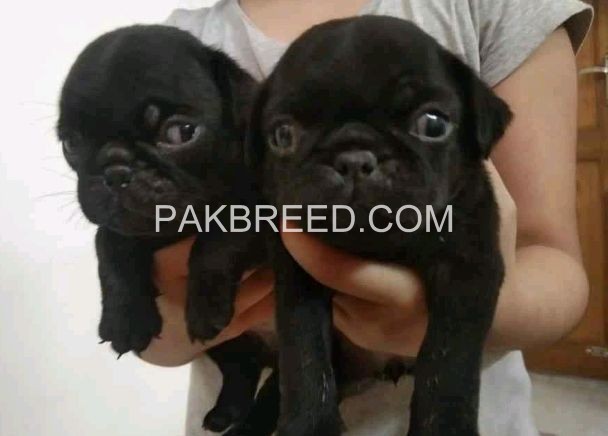pug-puppies-for-sale-big-1