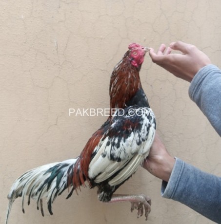 aseel-roosters-big-0