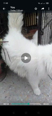 white-persian-cat-pair-available-big-0