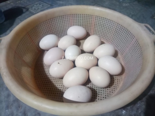 coco-heavy-cochins-fertile-eggs-big-2