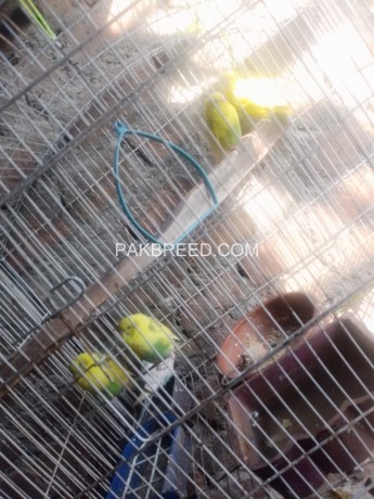 australian-parrots-yellow-pieds-and-hally-queen-for-sale-big-0