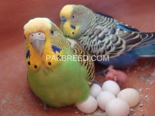 Australian parrots available in different colors.