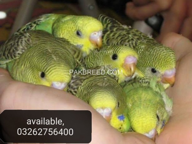 australian-parrots-available-in-different-colors-big-2