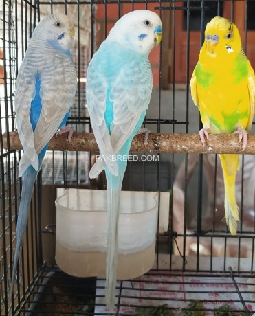 australian-parrots-available-in-different-colors-big-1