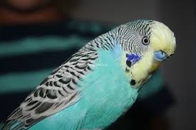 australian-parrots-big-1