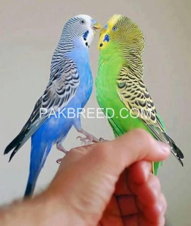 australian-parrots-big-0