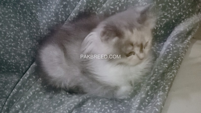 semi-punch-face-pure-persian-kitten-calico-kitten-for-sale-fur-ball-for-sale-big-1
