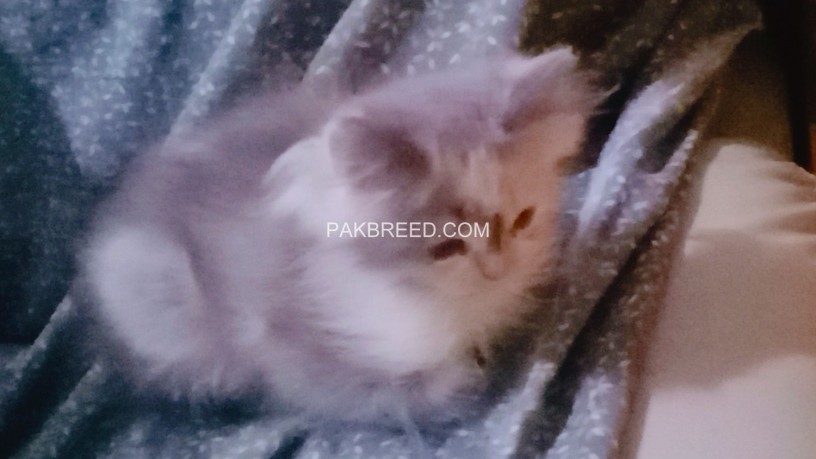 semi-punch-face-pure-persian-kitten-calico-kitten-for-sale-fur-ball-for-sale-big-0