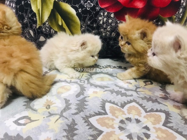 pure-persian-triple-coated-kittens-big-3