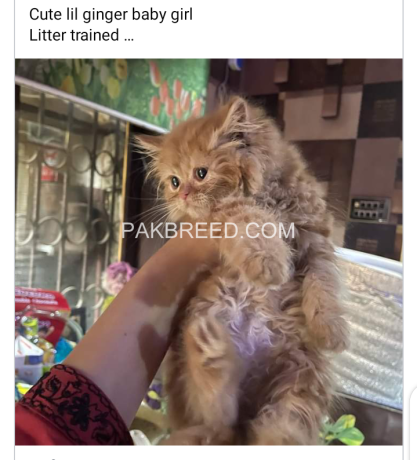 pure-persian-triple-coated-kittens-big-0