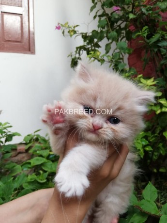 pure-persian-triple-coated-kittens-big-1